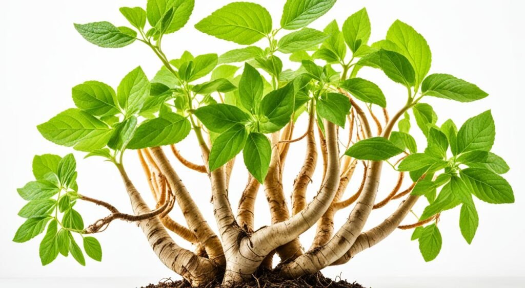 Ginseng Ginseng