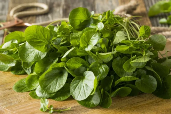 Agrião (Nasturtium officinale): Poderes Medicinais e Nutricionais