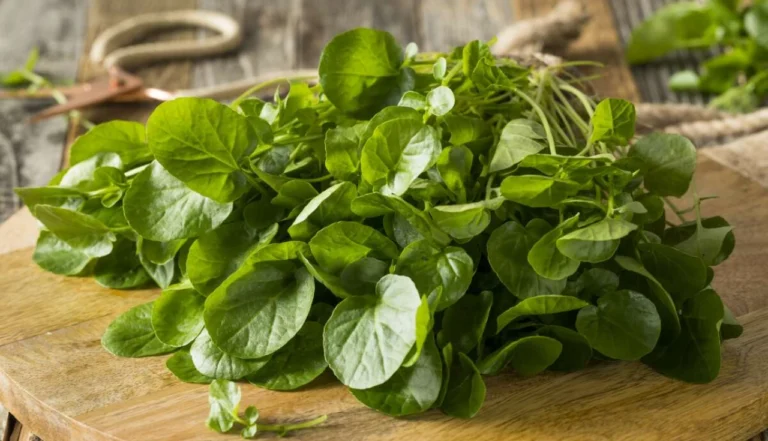 Agrião (Nasturtium officinale): Poderes Medicinais e Nutricionais