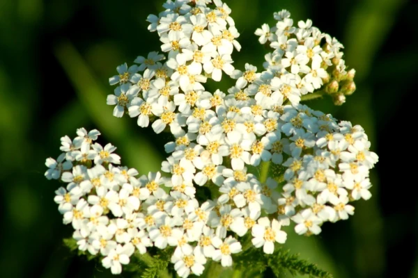 Anador (Achillea millefolium)
