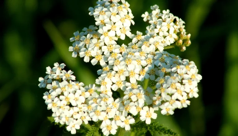 Anador (Achillea millefolium)