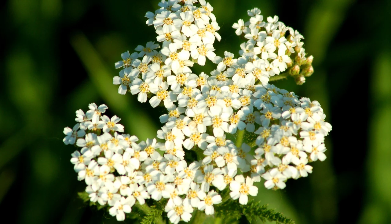 Anador (Achillea millefolium)