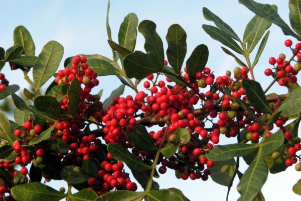 Aroeira (Schinus terebinthifolius)
