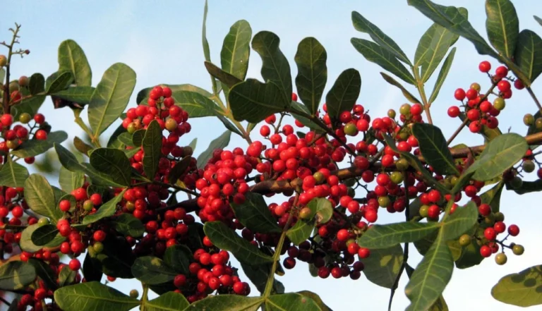 Aroeira (Schinus terebinthifolius)