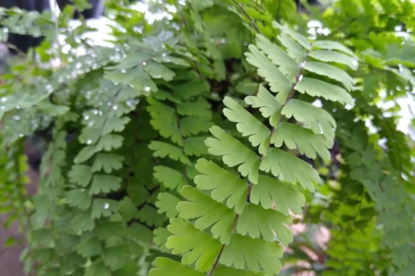 Avenca Adiantum capillus-veneris