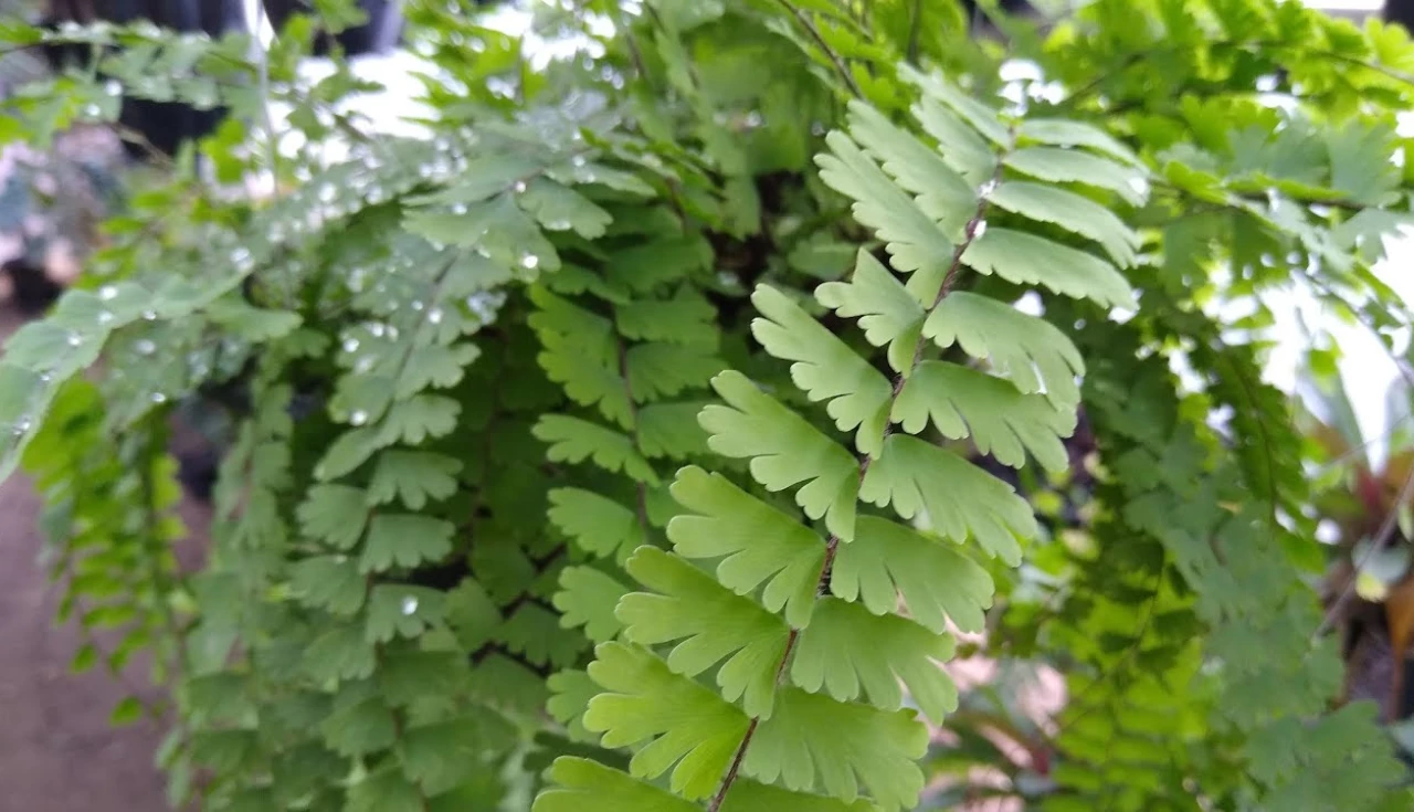 Avenca Adiantum capillus-veneris
