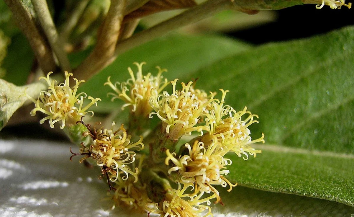 Cambará (Gochnatia polymorpha)
