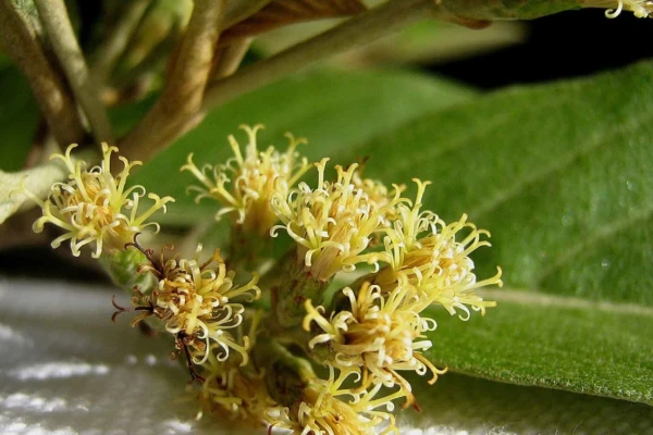 Cambará (Gochnatia polymorpha)