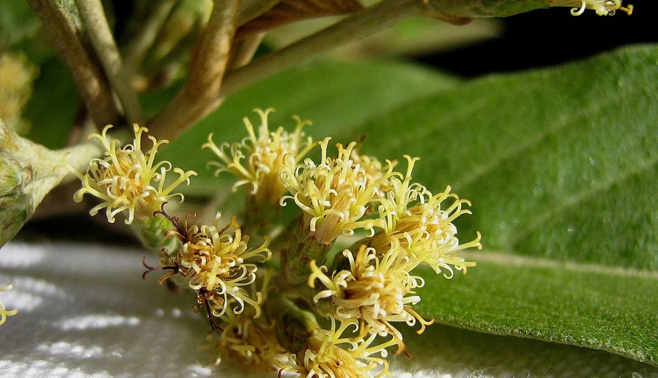 Cambará (Gochnatia polymorpha)
