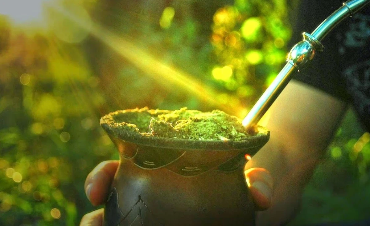 Descubra os Benefícios da Erva-mate