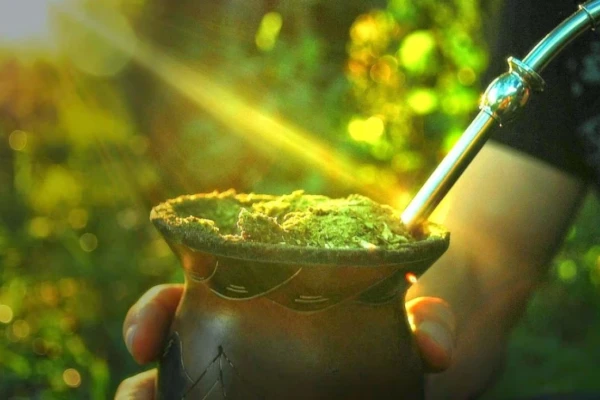 Descubra os Benefícios da Erva-mate