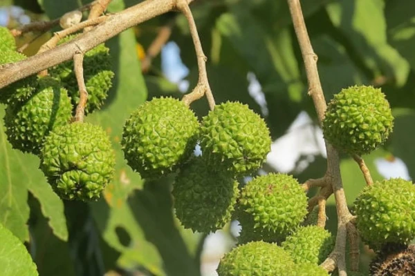 Mutamba (Guazuma ulmifolia)