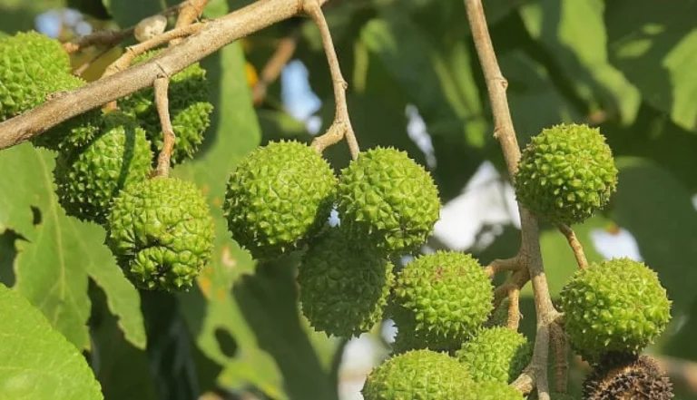 Mutamba (Guazuma ulmifolia)