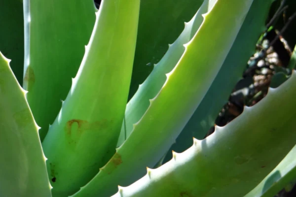 Plantas que curam Benefícios da Babosa