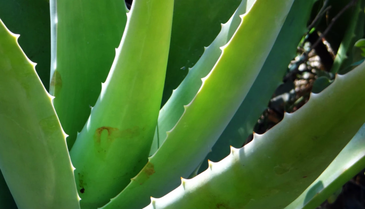 Plantas que curam Benefícios da Babosa