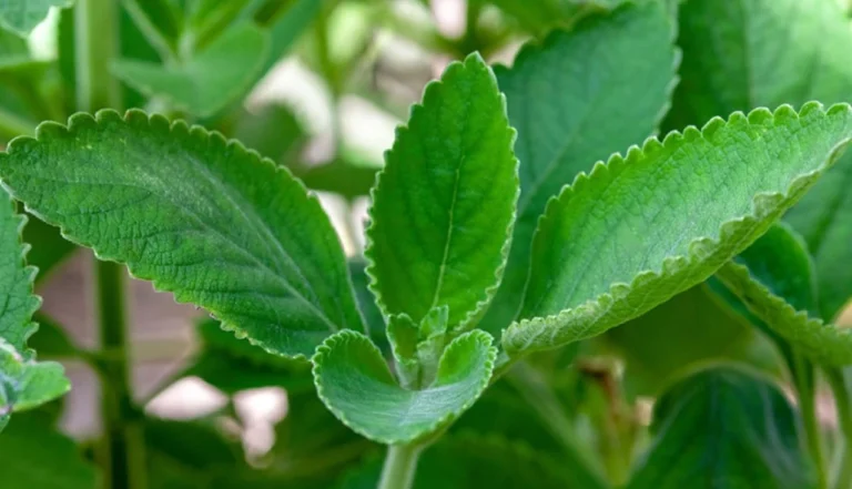 Plantas que curam Boldo