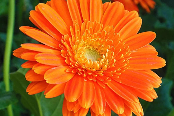 Plantas que curam Calêndula