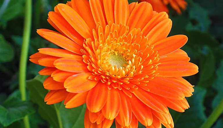 Plantas que curam Calêndula