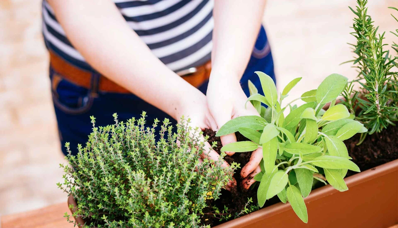 Variedade de plantas que curam dispostas em mesa de madeira com ervas frescas e secas para uso medicinal natural.