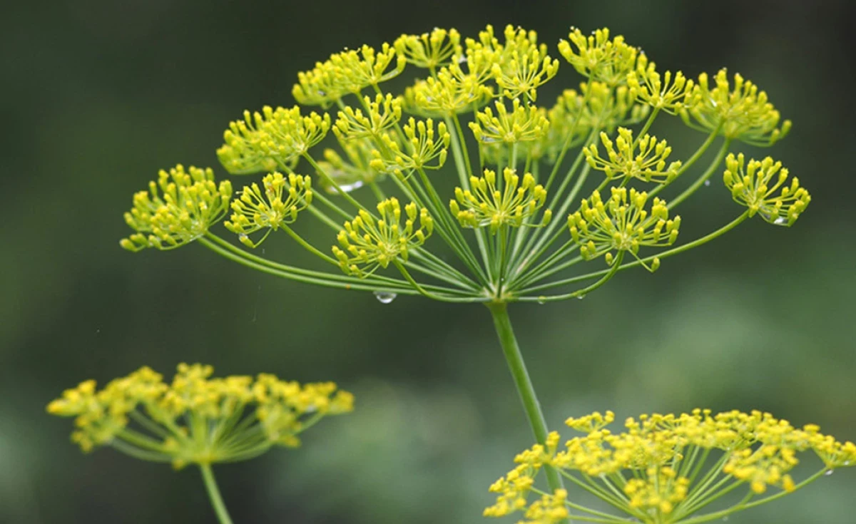 Plantas que curam Erva-Doce