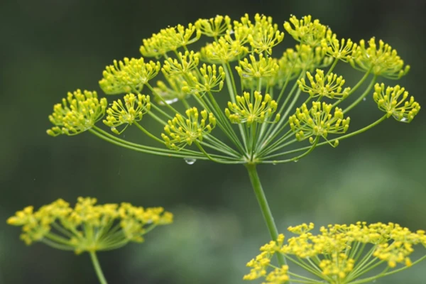 Plantas que curam Erva-Doce