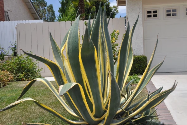 Agave (Agave americana)