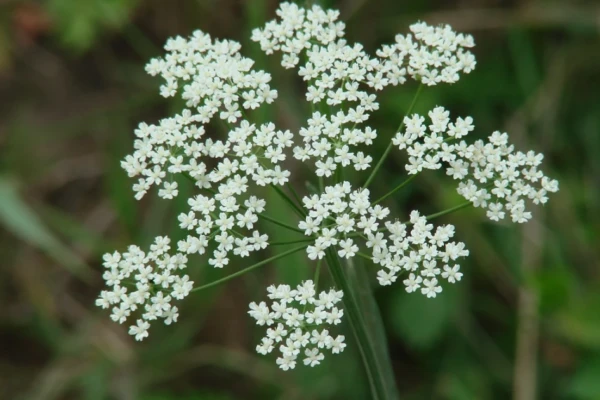 Alcaçuz-de-monte (Pimpinella anisum)