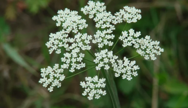 Alcaçuz-de-monte (Pimpinella anisum)