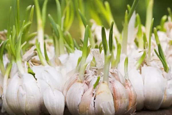 Alho (Allium sativum)