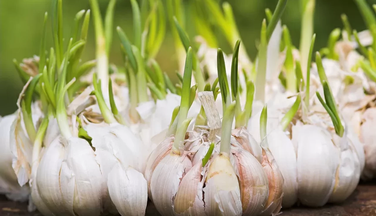 Alho (Allium sativum)