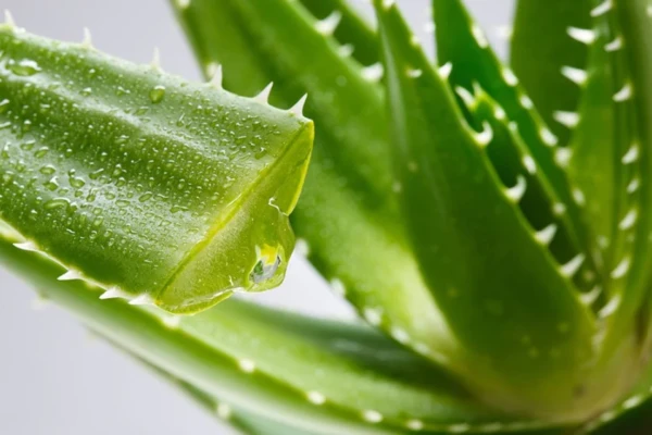 Aloe Vera (Aloe barbadensis)