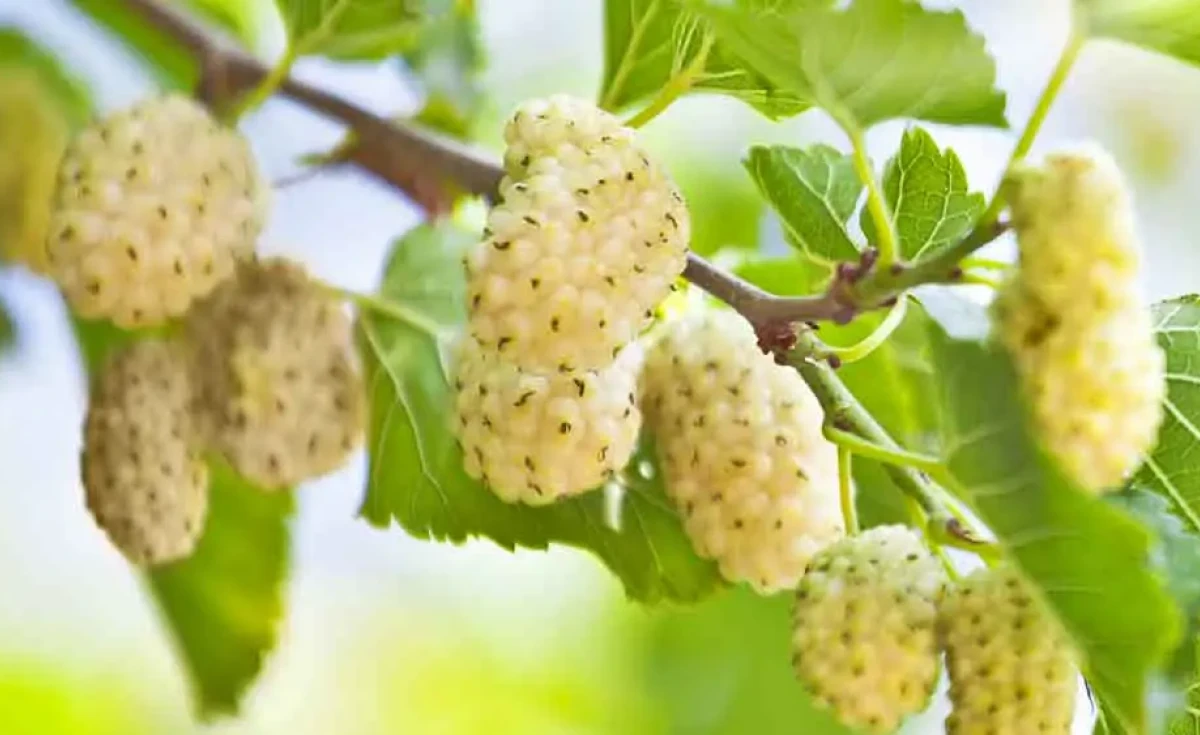 Amora-branca (Morus alba)