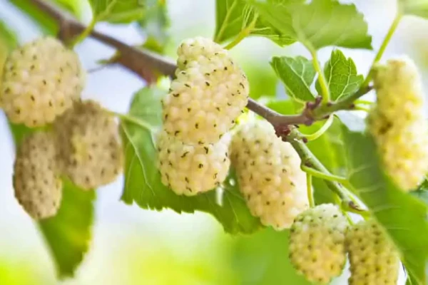 Amora-branca (Morus alba)