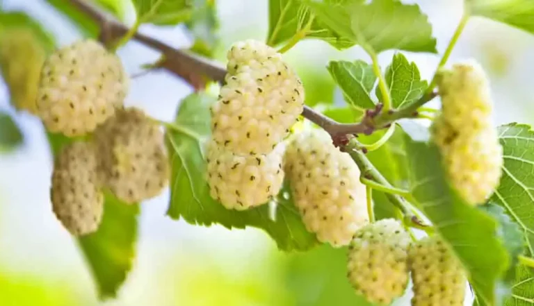 Amora-branca (Morus alba)