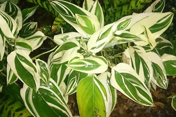 araruta (Maranta arundinacea)