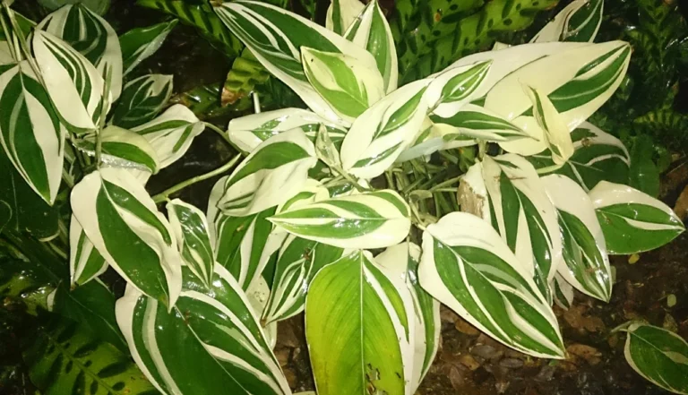 araruta (Maranta arundinacea)