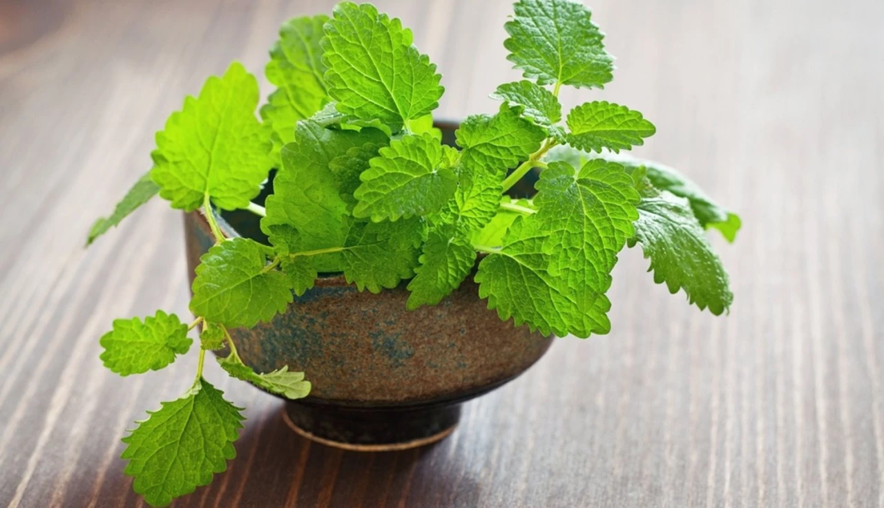 Benefícios para a Saúde Digestiva