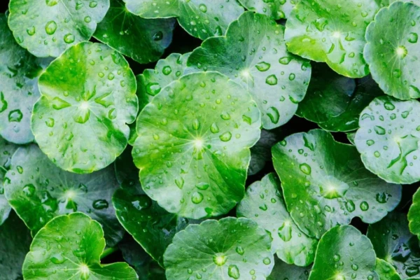 Centelha asiática (Centella asiatica)