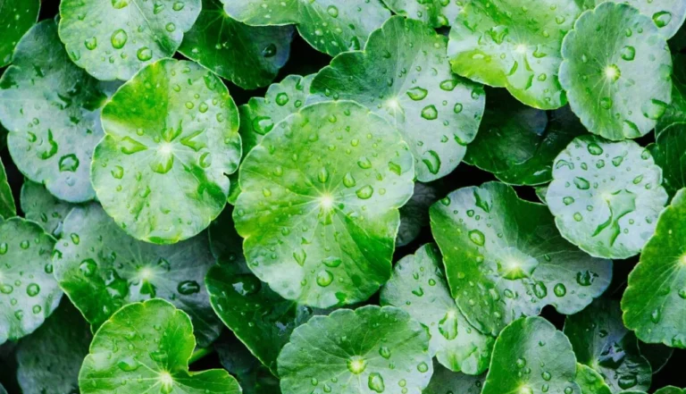 Centelha asiática (Centella asiatica)