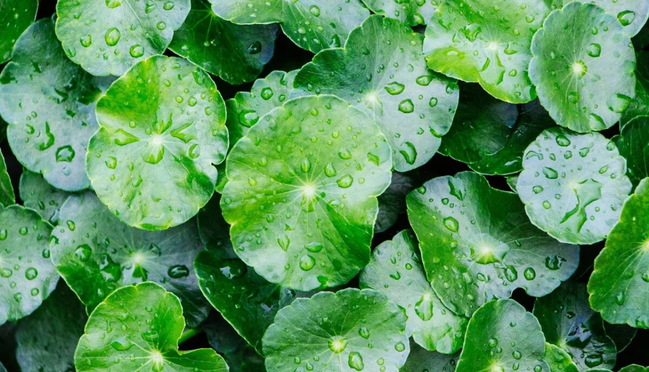 Centelha asiática (Centella asiatica)