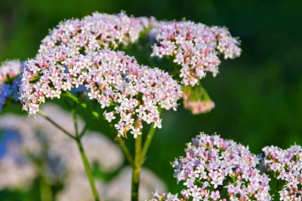 Chá de valeriana para ansiedade funciona?