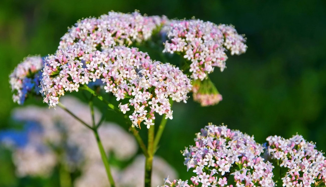 Chá de valeriana para ansiedade funciona?