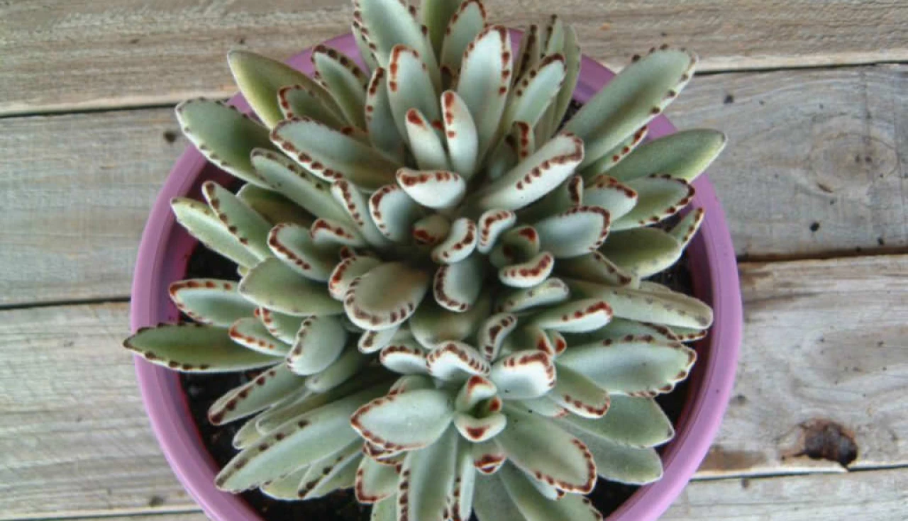 Curiosidades sobre a Kalanchoe Tomentosa