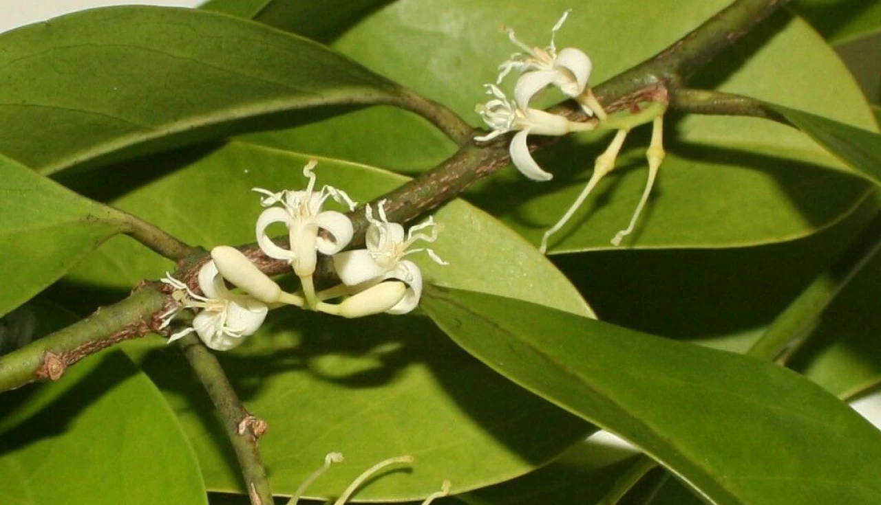 Curiosidades sobre a Marapuama