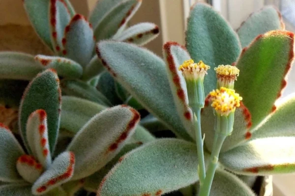 Descobrindo a Kalanchoe Tomentosa