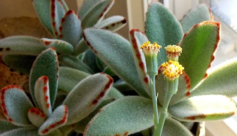 Descobrindo a Kalanchoe Tomentosa