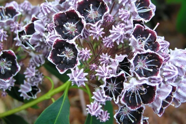 Descobrindo a Kalmia Latifolia