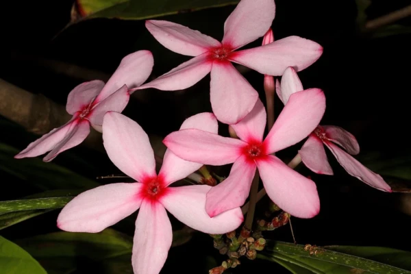 Descobrindo a Kopsia Fruticosa