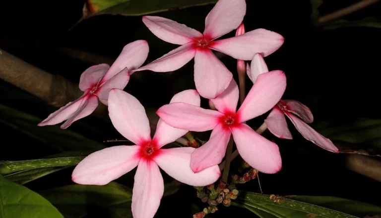 Descobrindo a Kopsia Fruticosa