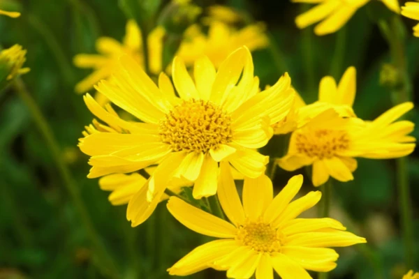 Descubra os Segredos da Arnica Montana